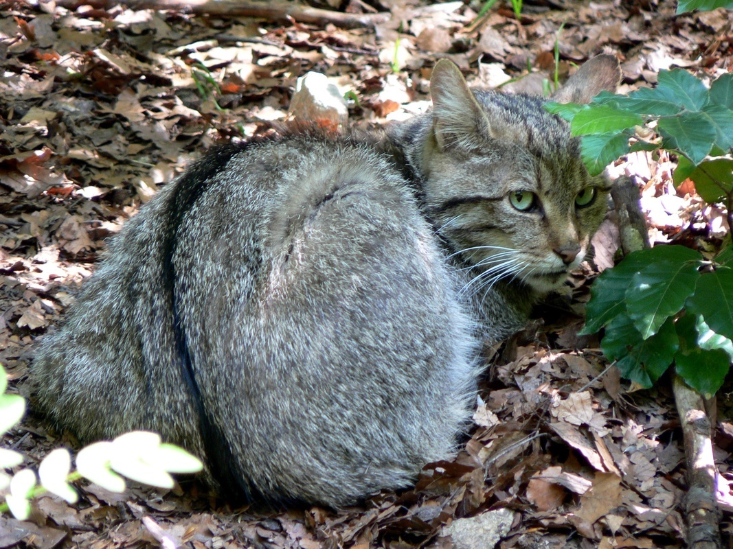 Wildkatze  VDN-Fotoportal/Brigitte Dengler