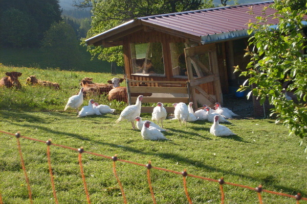 Puten und Rinder auf dem Hummelhof  Hummelhof